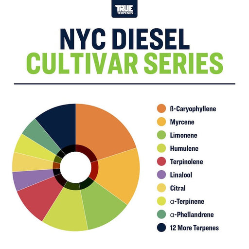 NYC Sour Diesel Terpenes Canada Best Quality